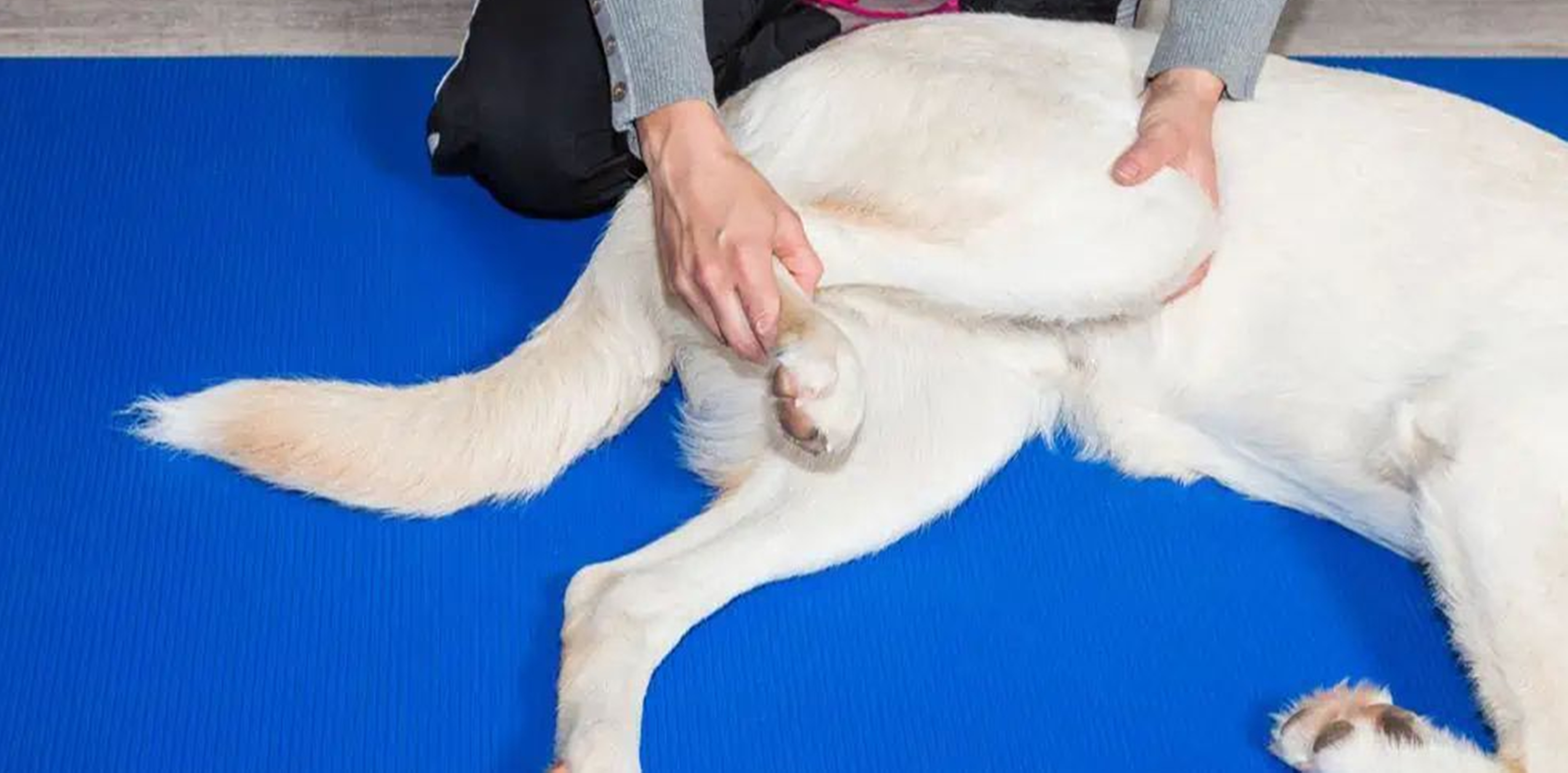 강아지다리마사지