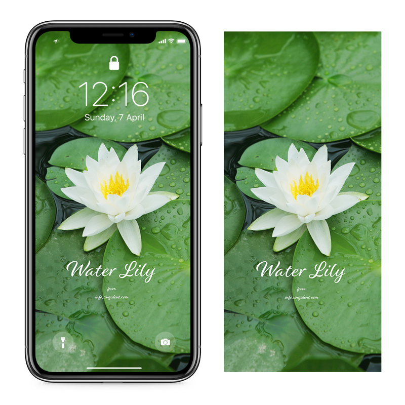 05 흰색 수련 C - Water Lily 꽃배경화면