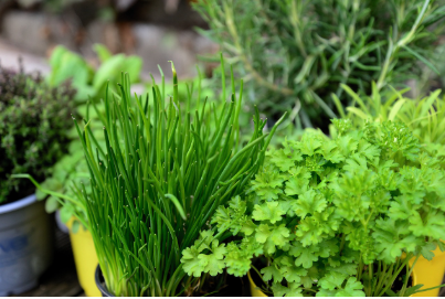 식물과 음식: 식물 기반 재료로 만든 자연의 맛 🍃🍴