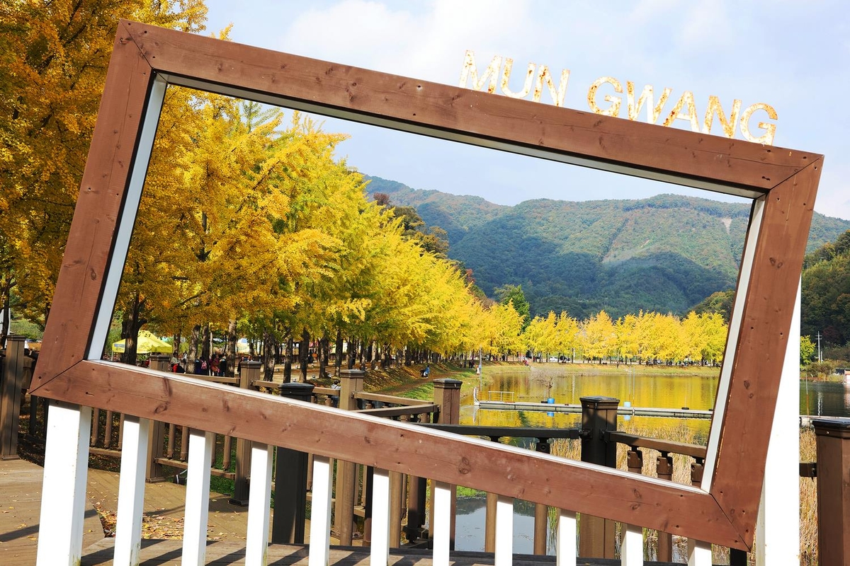 11월 국내 가을여행 유명 예쁜 은행나무 명소 반계리 명륜당 운곡서원 등