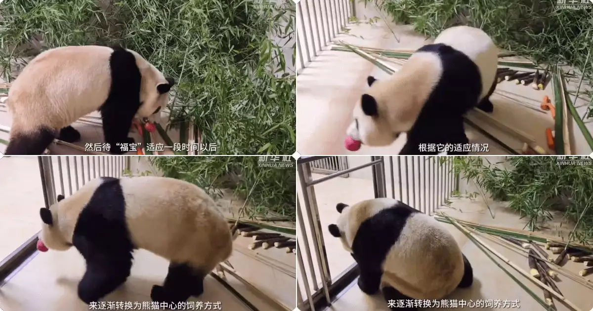 사과 먹는 푸바오