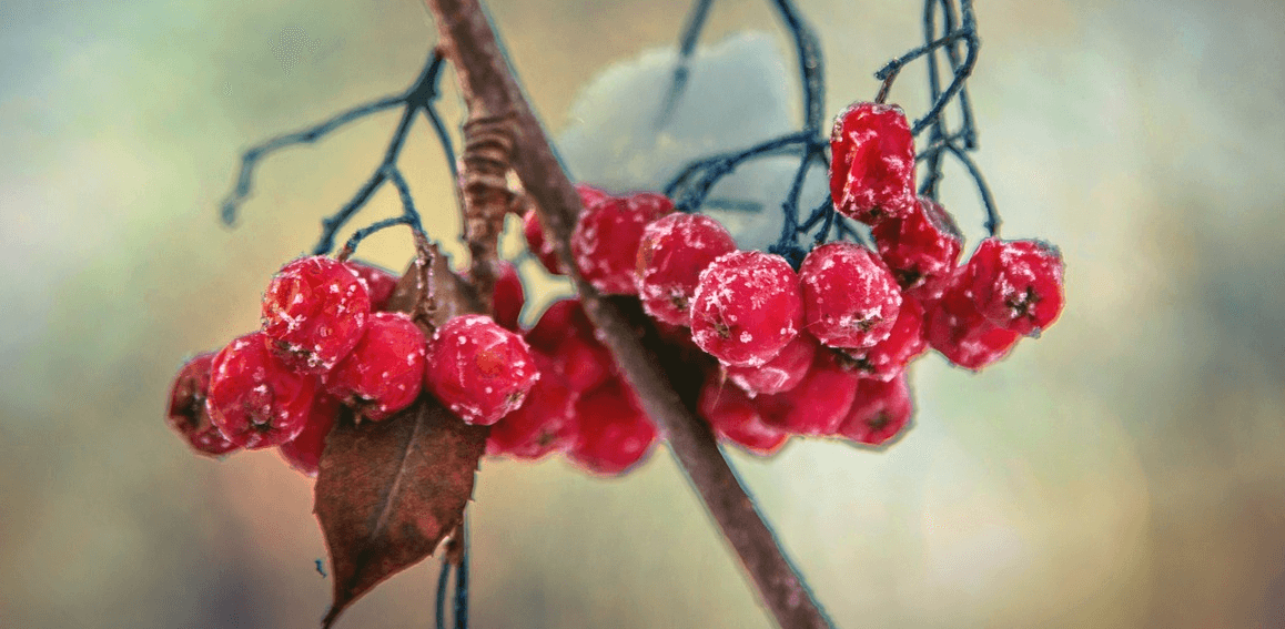 마가목 사진 - 7