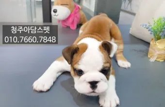 잉글리시 불독 분양가 성격 특징 장단점 사료추천 가격_7