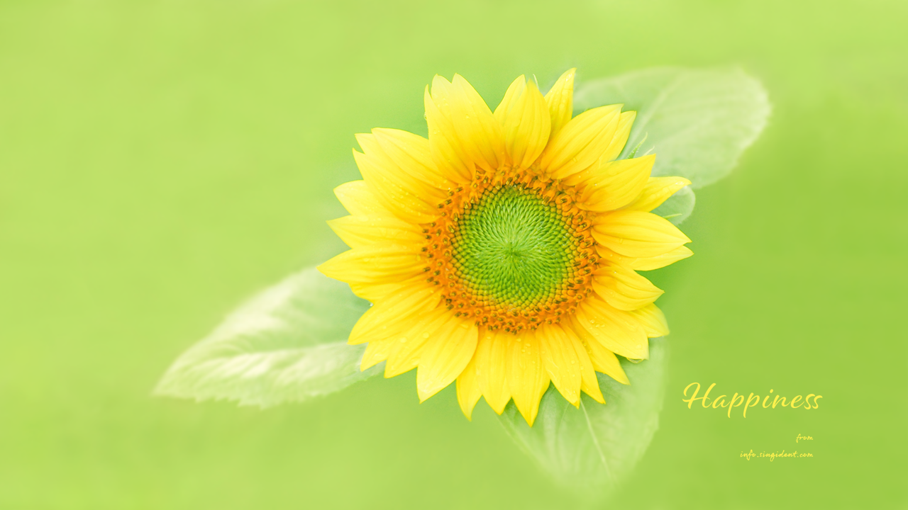 02 해바라기 연두색 C - Happiness 돈들어오는배경화면