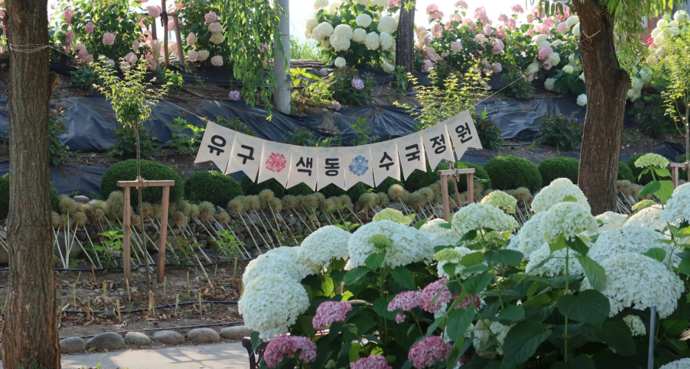 유구색동수국정원의 프랭카드와 함게 수국이 살포시 보인다