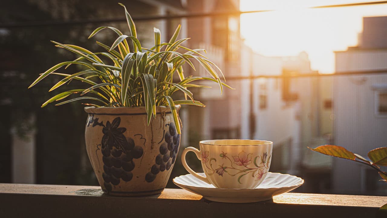 페퍼민트 키우기