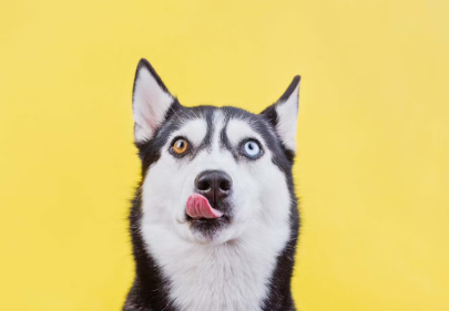 바이아이의 시베리안 허스키.