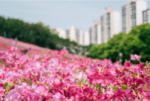 봄 꽃축제 놀러가서 찍어본 꽃 사진