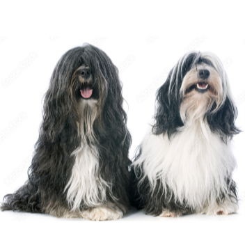 티베탄 테리어(Tibetan Terrier)