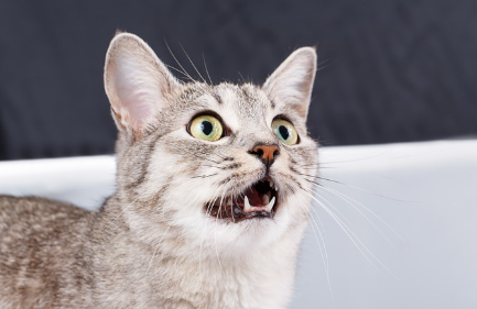 입을 벌리는 고양이.