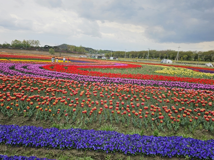 순천 국가정원박람회 튤립 정원