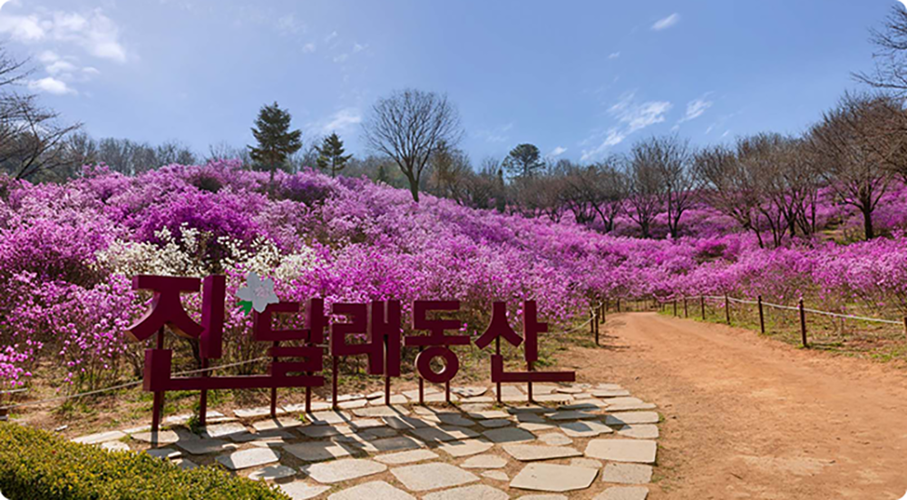 부천 원미산 진달래동산 봄나들이 대표 풍경