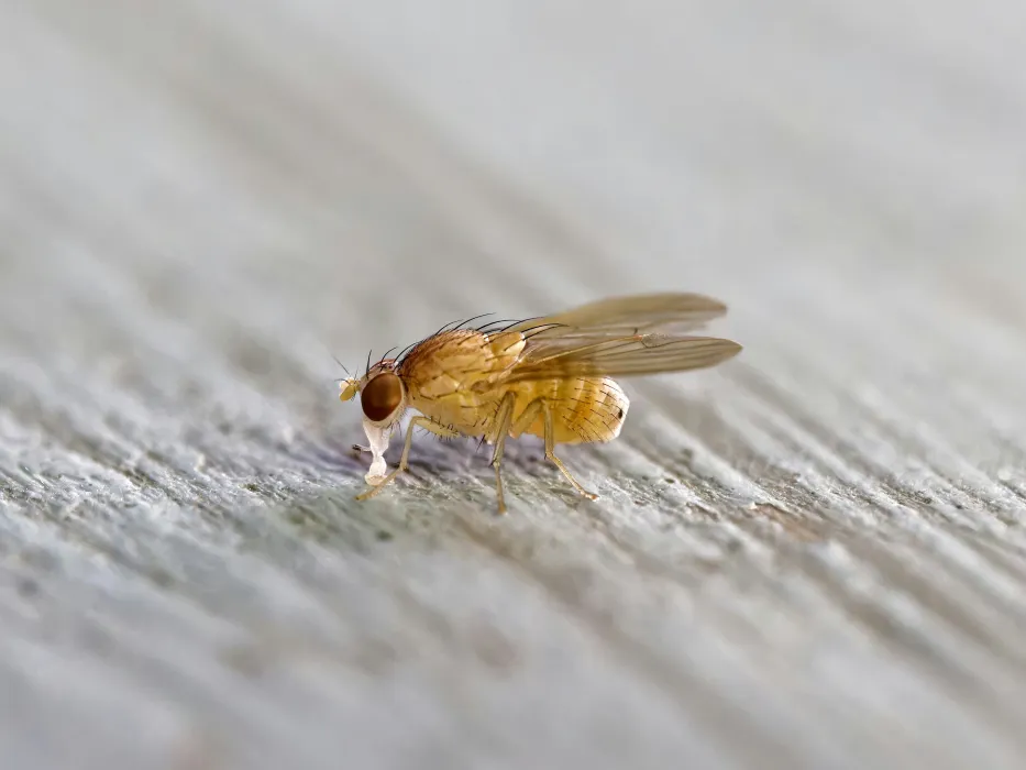 초파리-없애는-방법-관련-사진