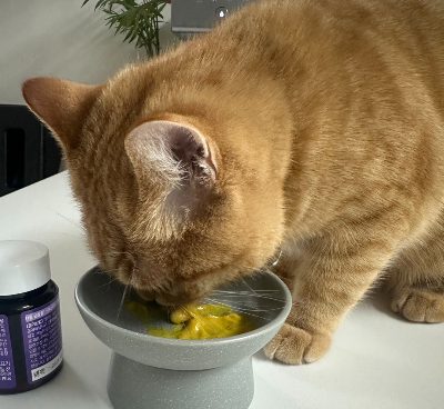 유산균 영양제 통 옆에서 츄르에 섞은 유산균을 맛있게 핥아 먹고 있는 치즈 고양이 뽀리