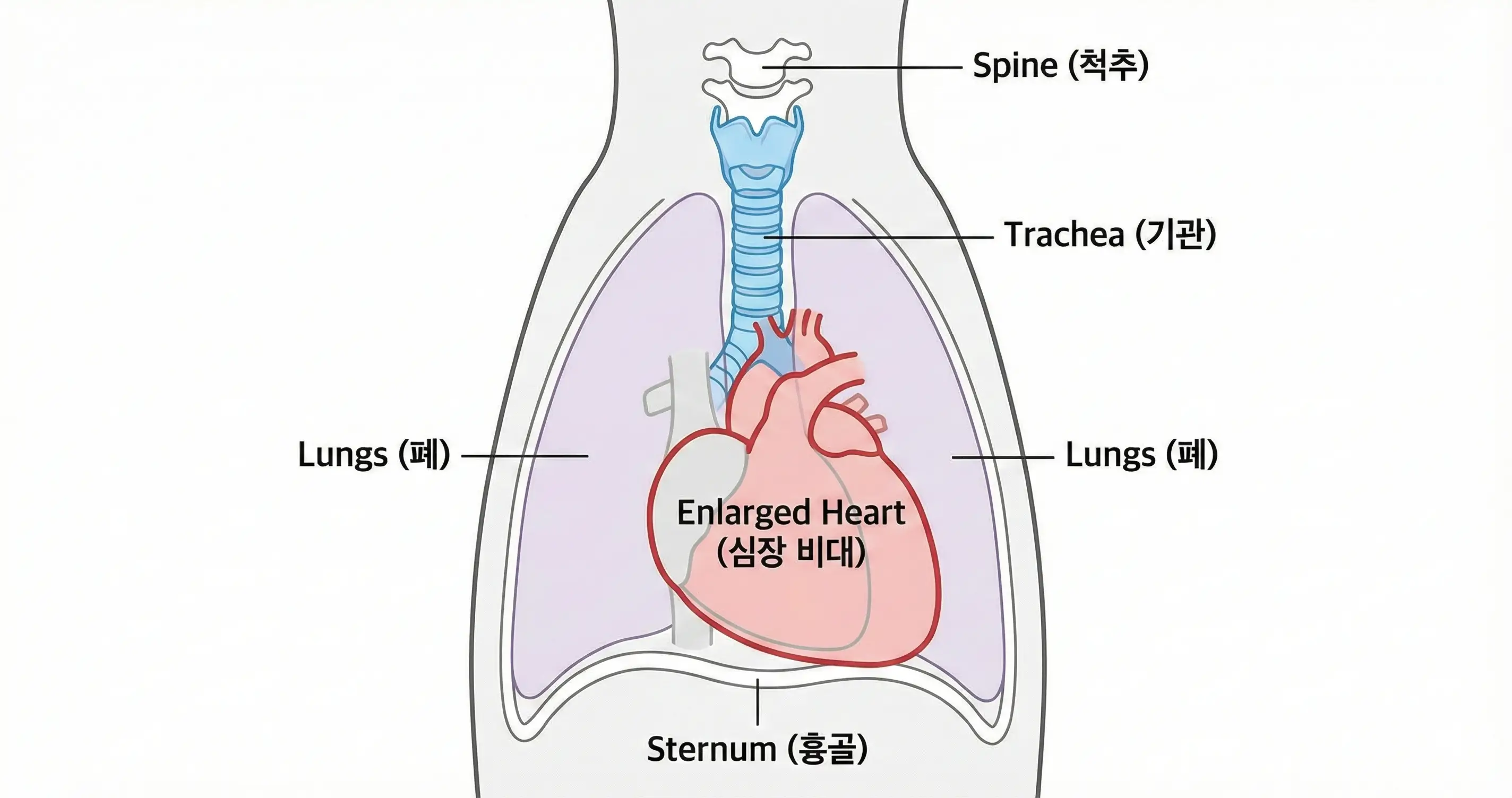 강아지 흉부에서 기관과 비대해진 심장의 위치를 보여주는 엑스레이 이미지 또는 모식도 일러스트