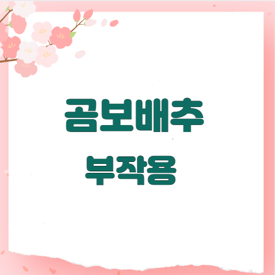 곰보배추 부작용