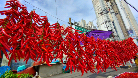 생방송 오늘아침 알고계십니까 곰팡이 없이 고추 말리는 비법 오늘방송 정보 다시보기