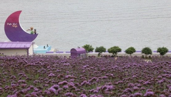 2024 신안 도초도 수국축제 입장료 할인 가는 길 배편