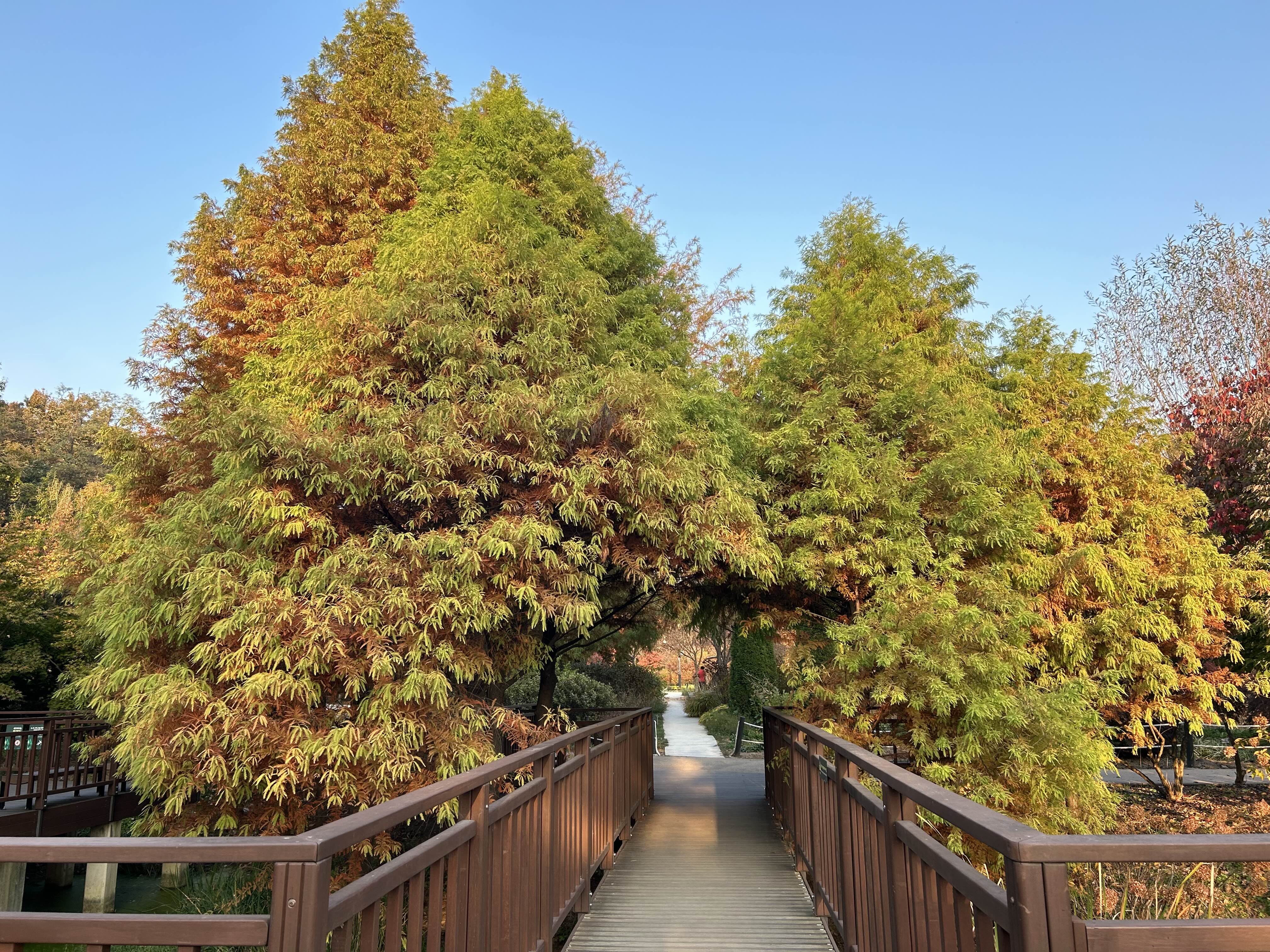 푸른수목원 (단풍절정)