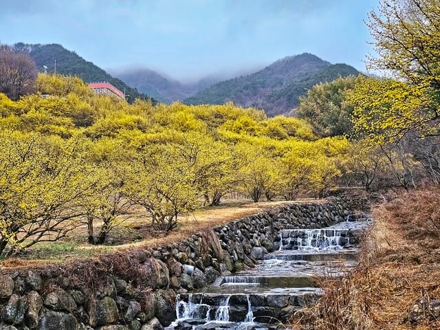 구례 산수유꽃 축제