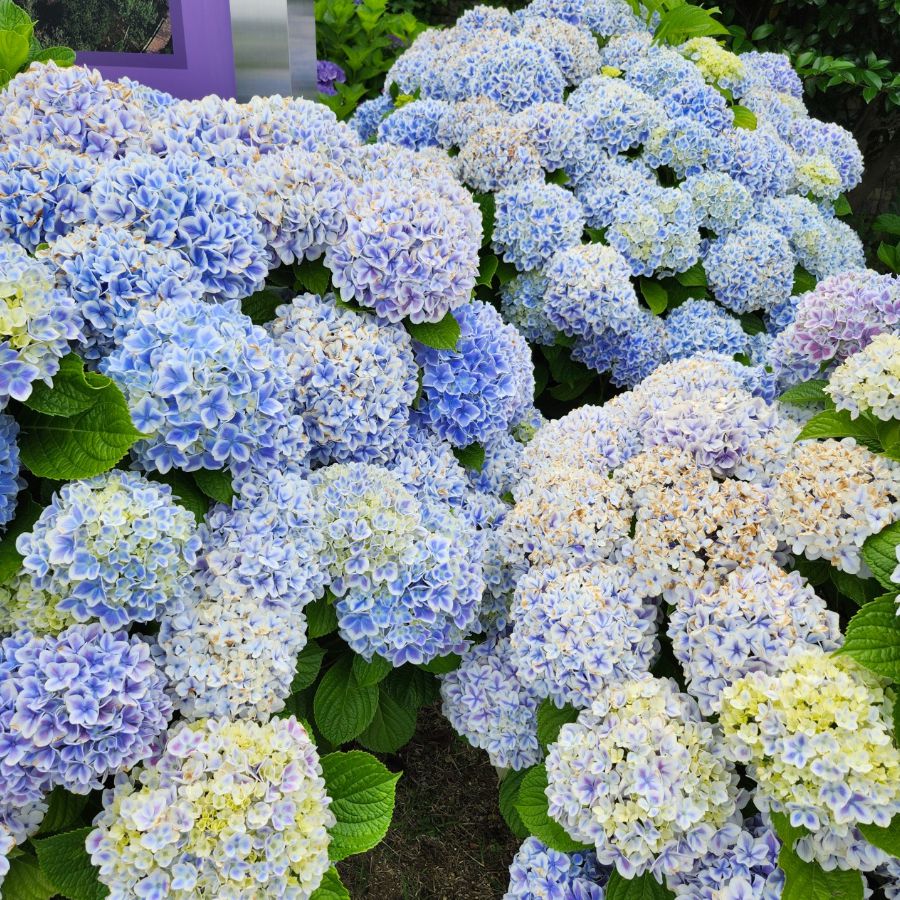 장생포오색수국정원