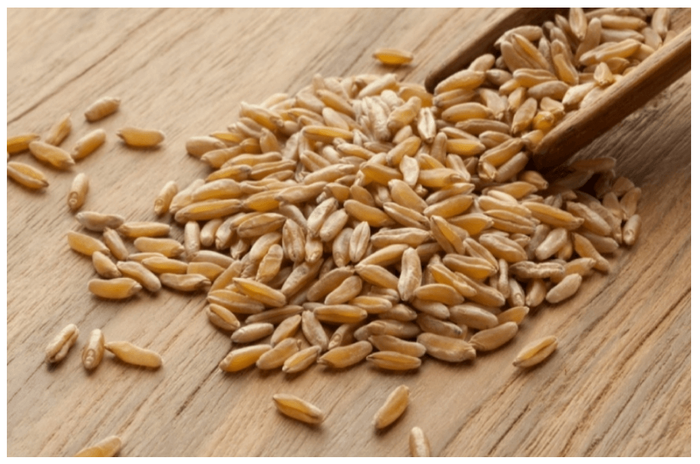 카무트 효소 효능 먹는법 및 부작용과 카무트 쌀 (카뮤트)