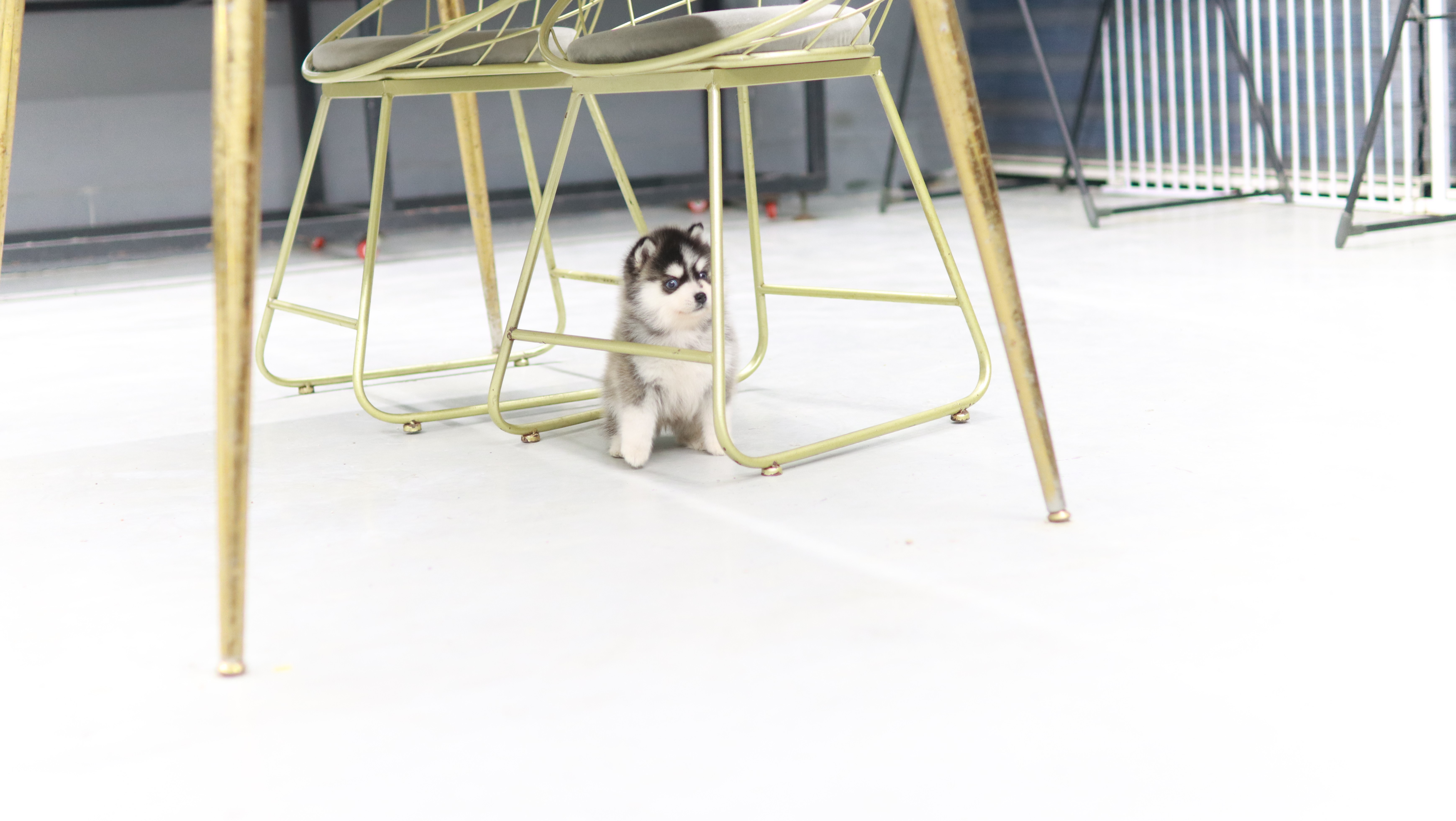 폼스키분양 전문 분양가격