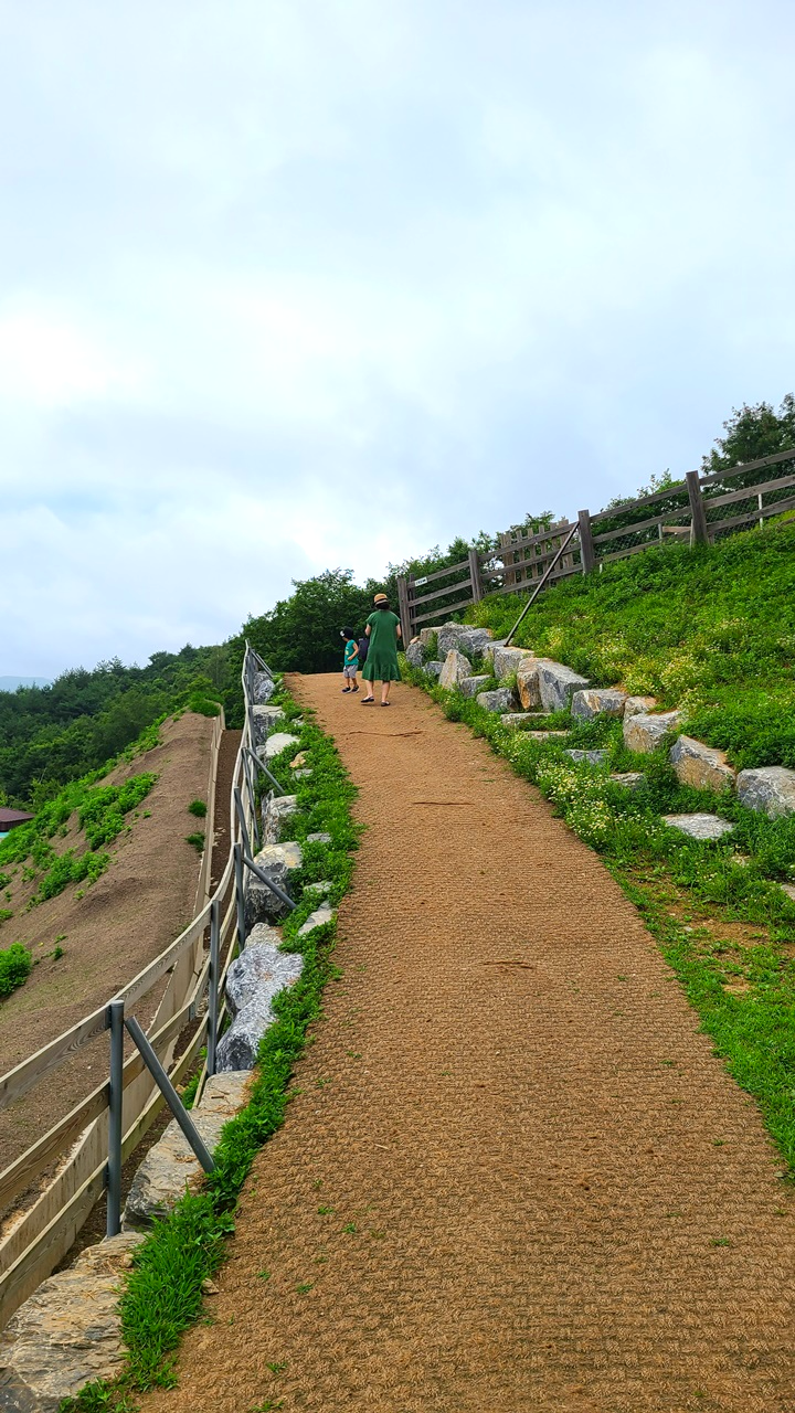 대관령-순수양떼목장