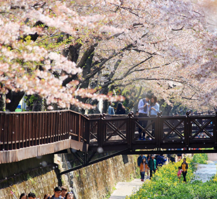 2024 진해 군항제