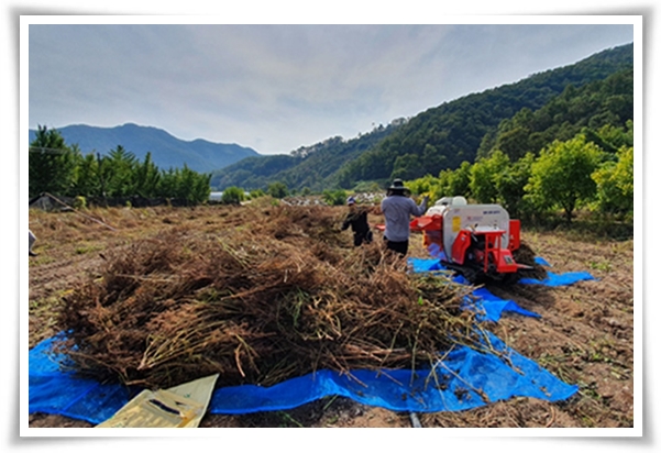 &quot;10월, 들깨 수확해야 해요!&quot; 건강과 맛을 한 번에 얻는 들깨 수확법!