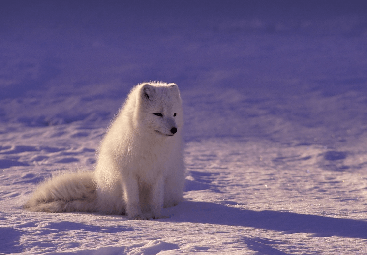 늑대 태몽 꿈 해몽 풀이