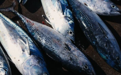 방어 부시리 구별법