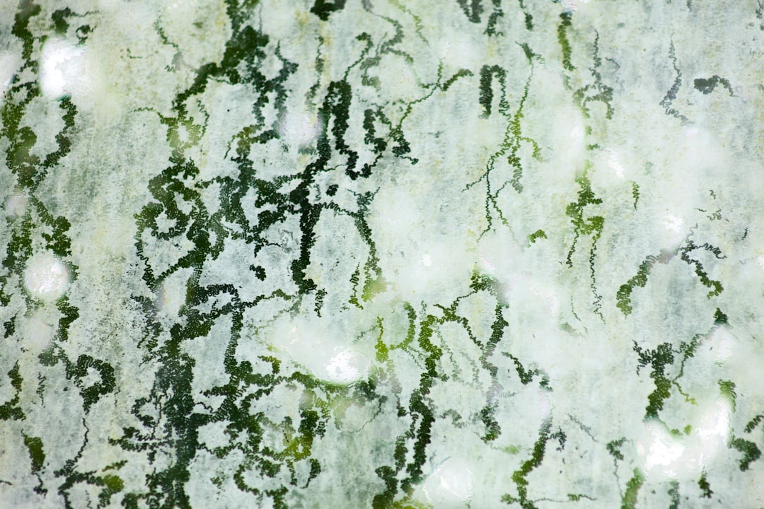 Mold.