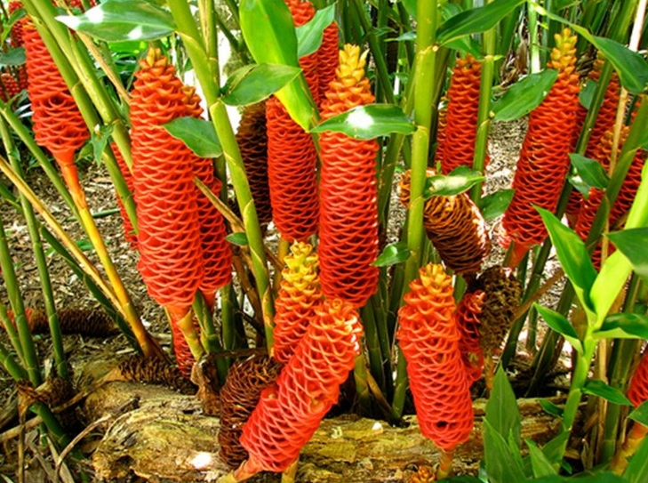 alt="벌집생강 출처 한국목사부인선교합창단N "