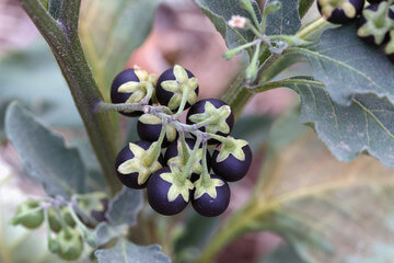까마중 효능과 부작용&amp;#44; 안토시아닌이 풍부합니다. 그래서 효능이 매우 다양한데요. 까마중을 모르는 사람들도 많이 있습니다. 포도알처럼 생겼지만 까마중은 혈관부터 피부까지 효능이 매우 다양합니다. 블루베리보다 항산화 효능이 높은 까마중은 무엇일까요?