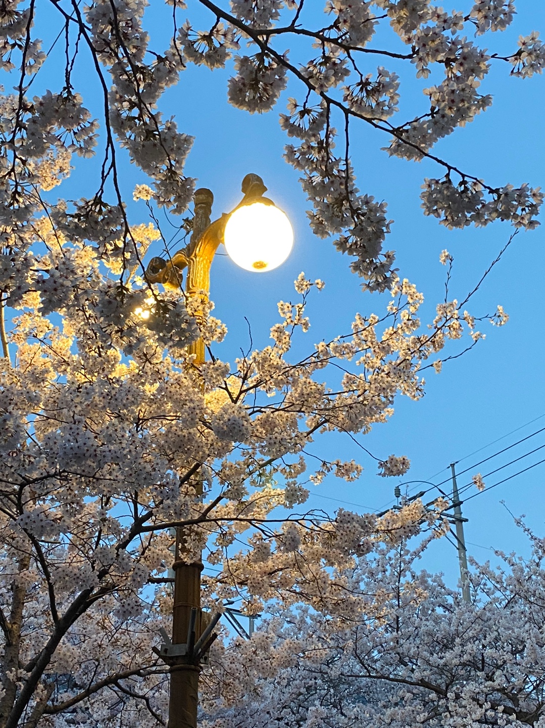 진해벚꽃실시간 여좌천 가로등에 비친벚꽃