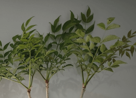 포포 나무 열매 효능