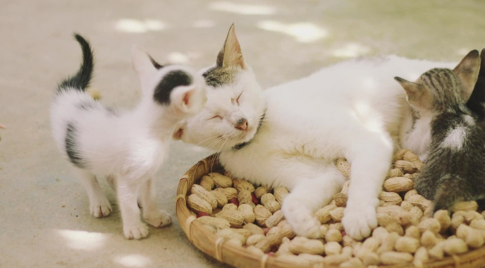 고양이가 땅콩 위에 누워있는 이미지