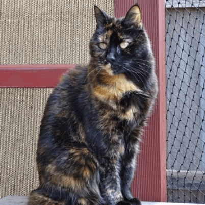 코리안숏헤어-카오스-태비