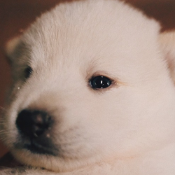 새끼 진돗개 얼굴 사진