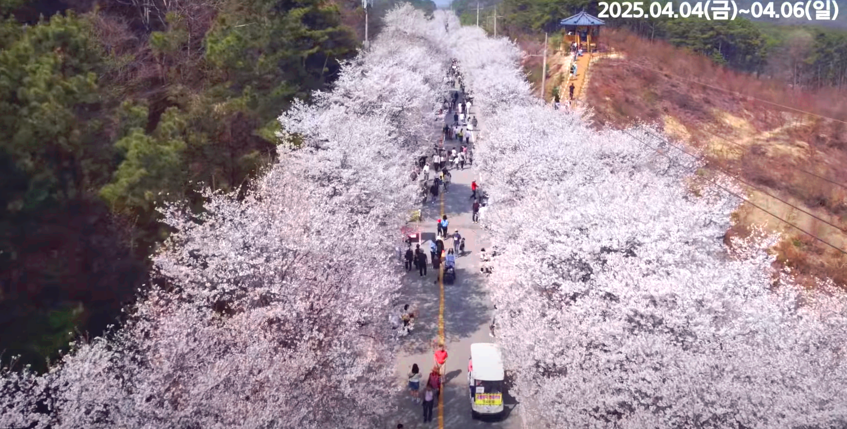 여주 흥천 남한강 벚꽃축제