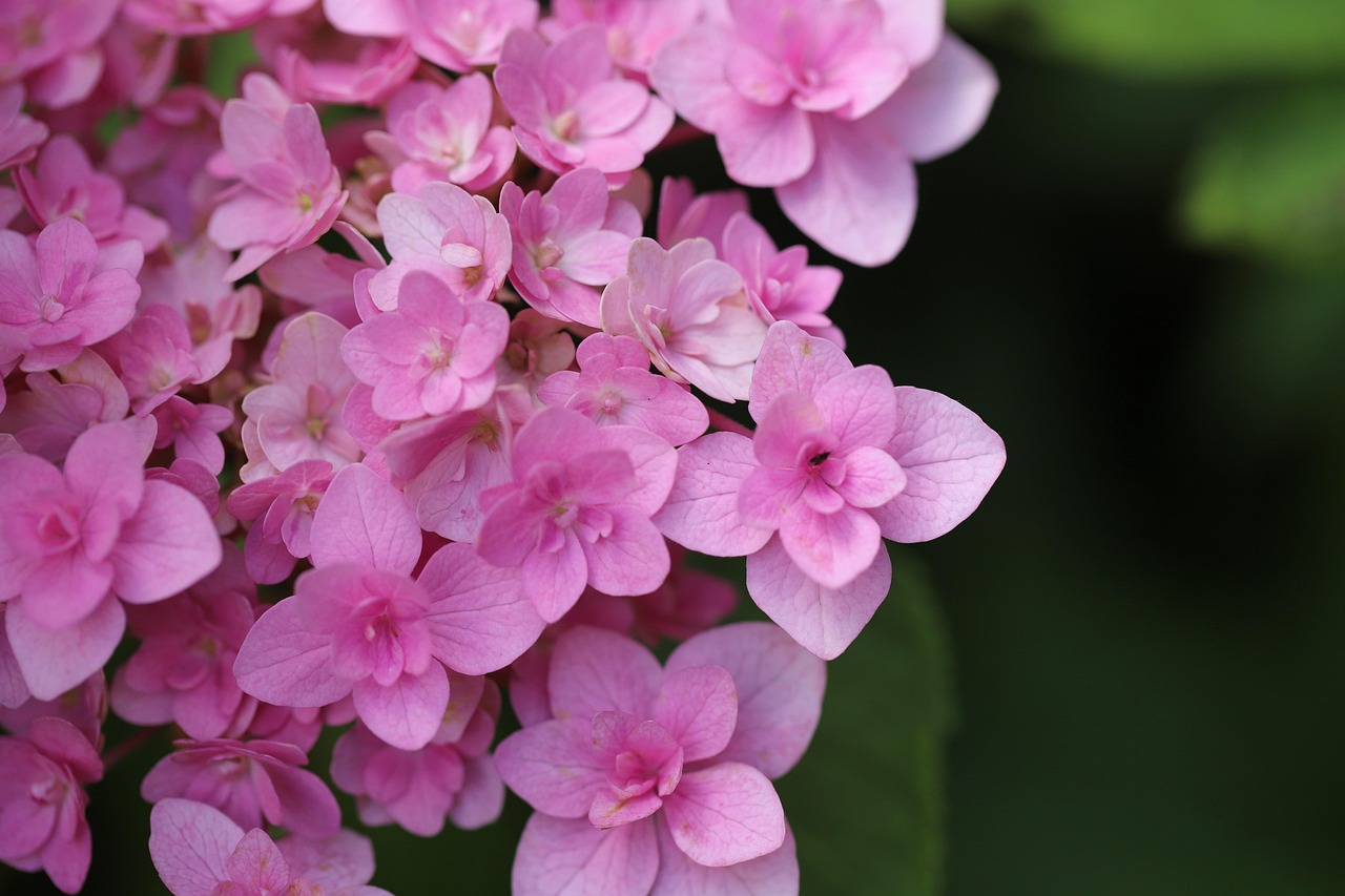 포항 해도근린공원 수국 개화 정보