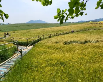 고창 청보리밭 축제_15