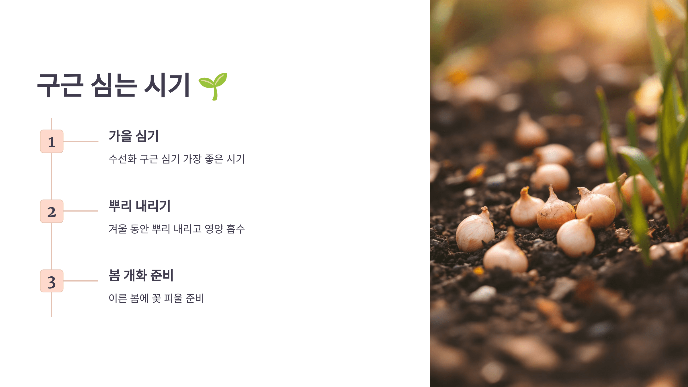 수선화 사진입니다.