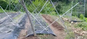 지지대 설치 방법 고추 토마토 참외 수박 쓰러짐 예방_24