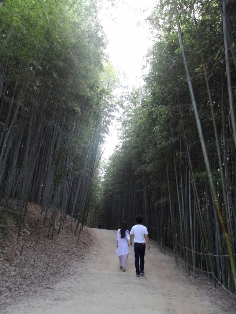담양 메타세쿼이아길 & 죽녹원 관련 사진