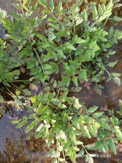 Korean water parsley (minari) growing directly in clear stream water – effective for detox and diuresis. / 맑은 물 위에서 직접 자라는 한국 미나리 – 체내 해독과 이뇨 작용에 탁월한 모습.