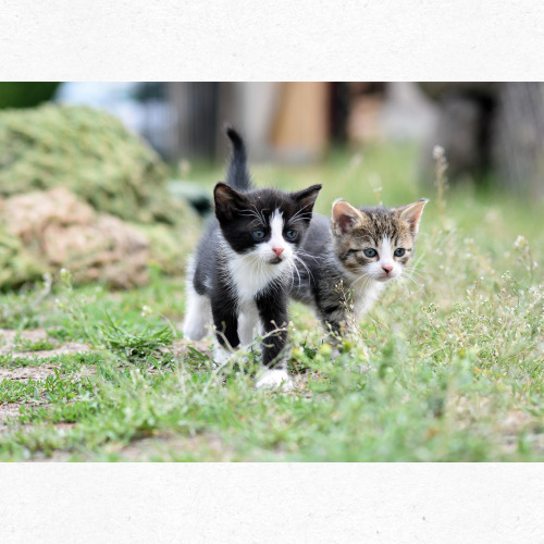 고양이와 하트를 결합한 세계 고양이의 날 이미지
