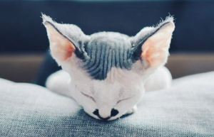데본렉스(Devon Rex)