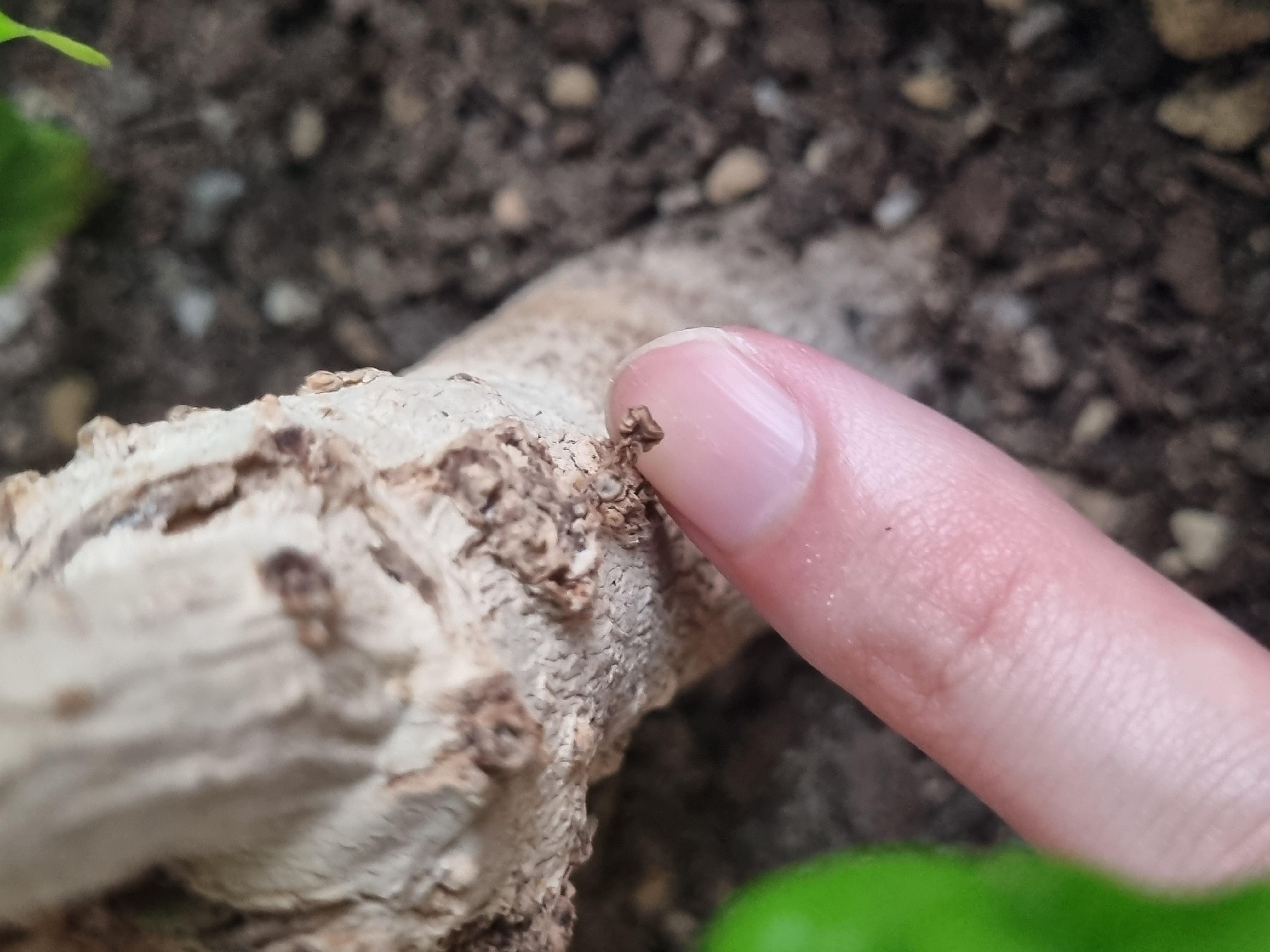 녹보수 줄기의 말라버린 새싹